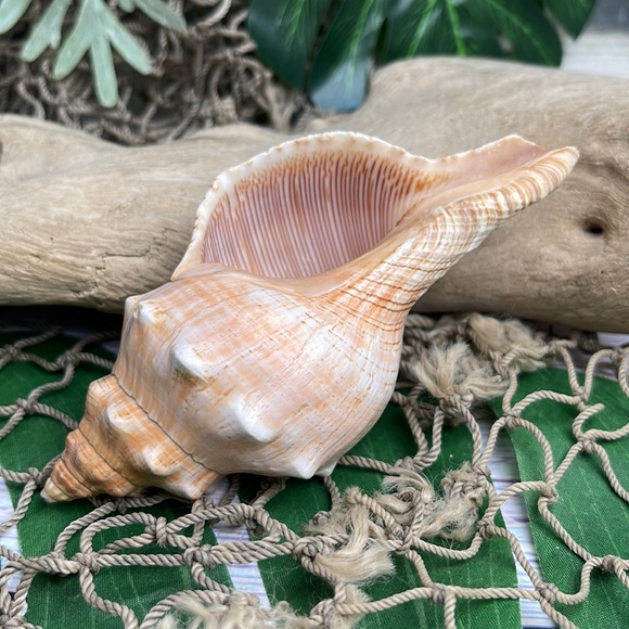 Large “Trapezium” Striped Horse Conch Seashell Shell Nautical Collector Decor - Picture 1 of 15